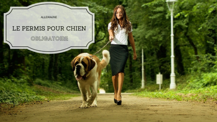 Permis_chien_obligatoire